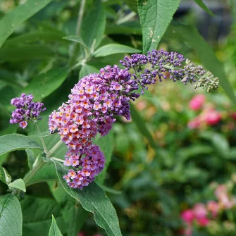 Nyári orgona (Buddleja)
