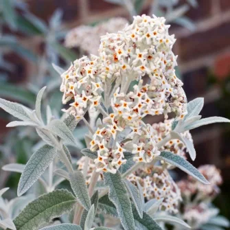 Nyári orgona (Buddleja)