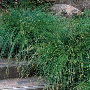 Carex divulsa - Zöldes sás