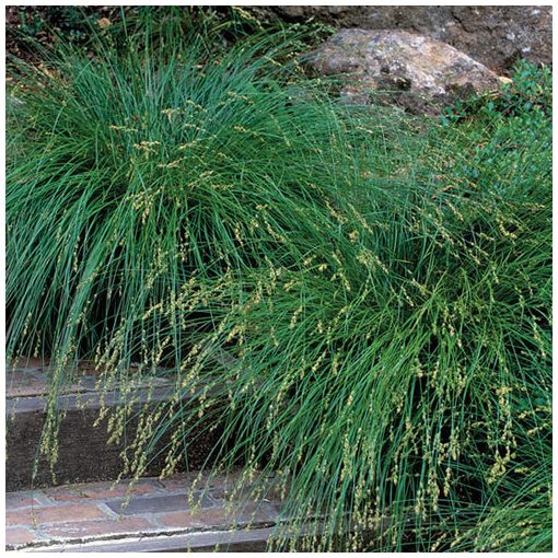 Carex divulsa - Zöldes sás