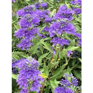 Caryopteris clandonensis First Choice - Angol kékszakáll