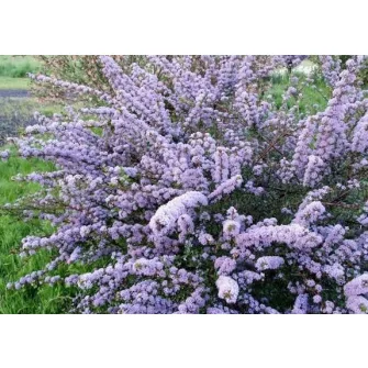 Táskavirág (Ceanothus)