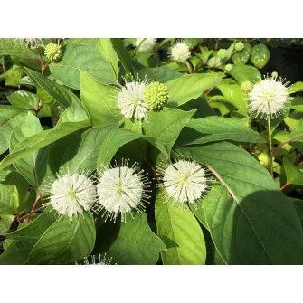 Gombvirágcserje (Cephalanthus)