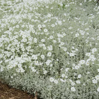 Madárhúr (Cerastium)