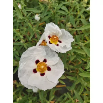 Szuhar (Cistus)
