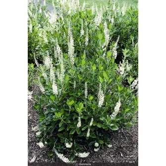 Gyertyatartó virág (Clethra)