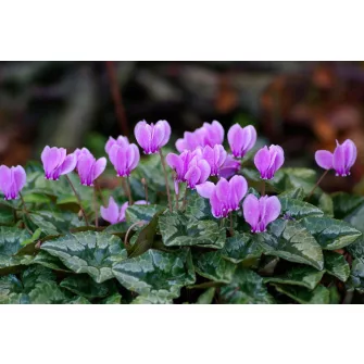 Télálló ciklámen (Cyclamen)