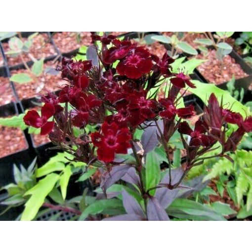 Dianthus barbatus Monksilver Black - Törökszegfű