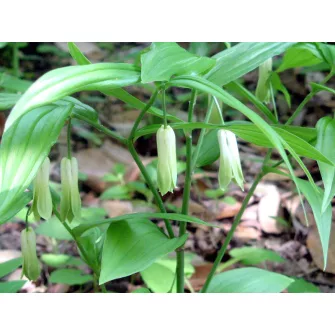 Tündérharang (Disporum)