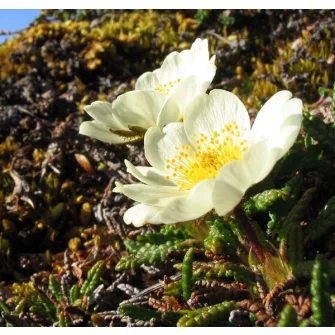 Havasi magcsákó (Dryas)