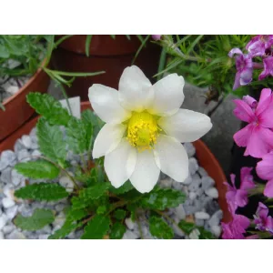 Dryas suendermannii - Havasi magcsákó