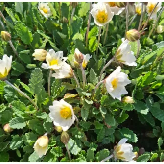 Havasi magcsákó (Dryas)