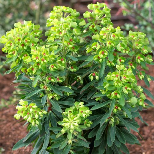 Euphorbia Baby Charm - Kutyatej