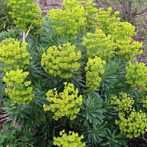 Euphorbia characias Forescate - Velencei kutyatej