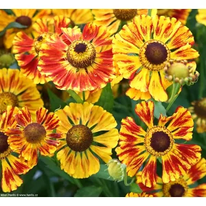 Helenium Feuersiegel - Napfényvirág