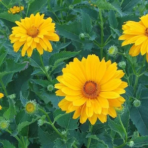   Heliopsis helianthoides var. scabra Venus - Érdes napszemvirág