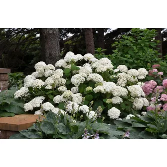 Hortenzia (Hydrangea)