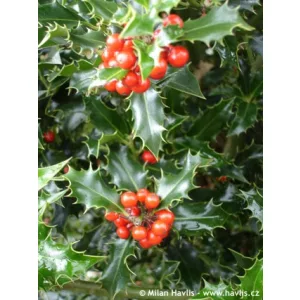 Ilex aquifolium Alaska - Magyal