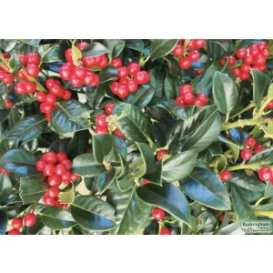 Ilex aquifolium J.C. van Tol - Magyal