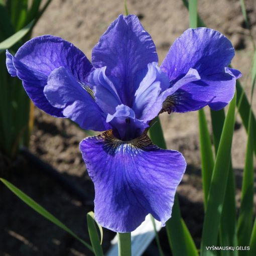 Iris sibirica Blaumacher - Szibériai írisz