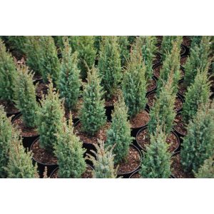 Juniperus chinensis Compressa - Kínai boróka