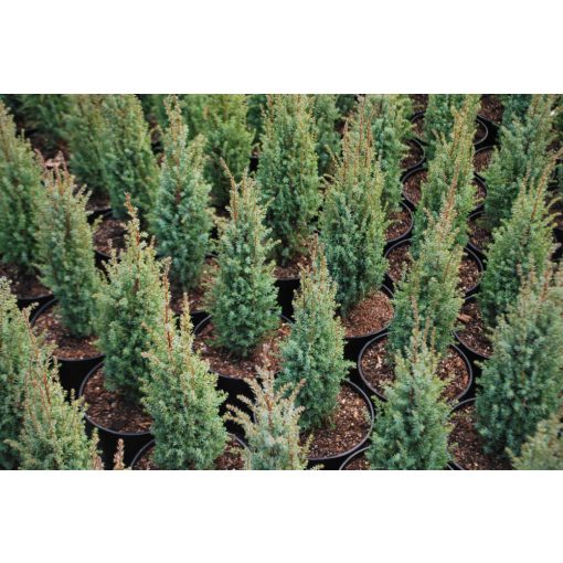 Juniperus chinensis Compressa - Kínai boróka