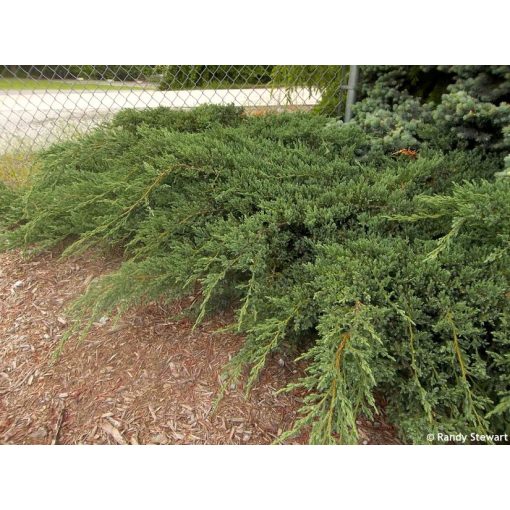 Juniperus chinensis Green Carpet - Kínai boróka