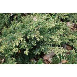 Juniperus chinensis Repanda - Kínai boróka