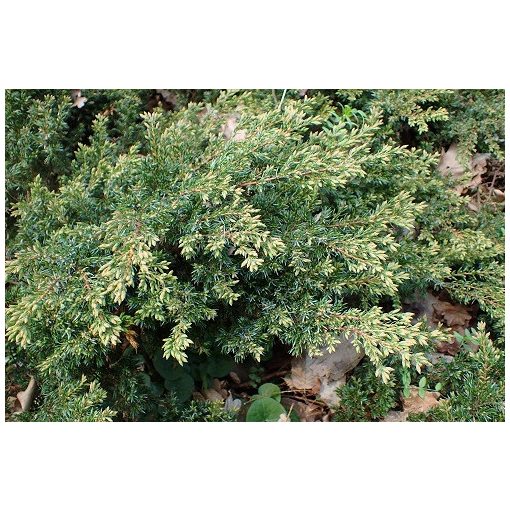 Juniperus chinensis Repanda - Kínai boróka