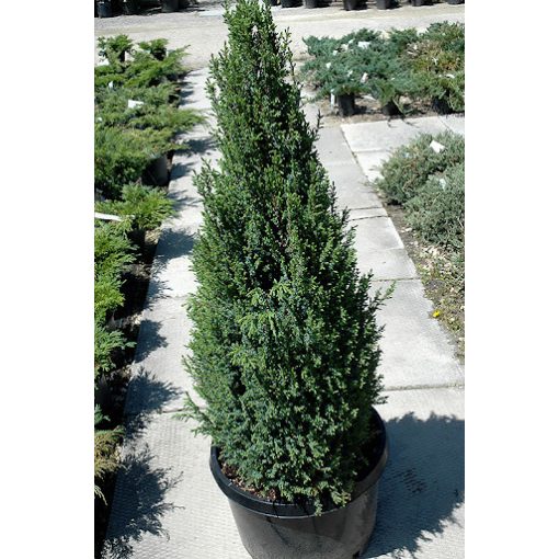 Juniperus chinensis Sentinel - Kínai boróka