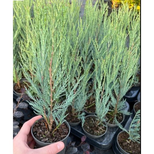 Juniperus scopulorum Skyrocket - Kék oszlopos boróka