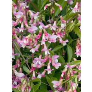 Lathyrus vernus Rosenelfe - Tavaszi lednek