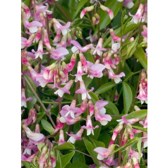 Lednek (Lathyrus)