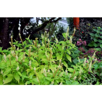 Japán cserjementa (Leucosceptrum)