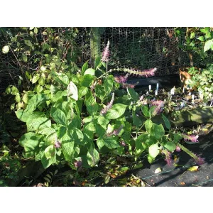 Leucosceptrum stellipilum formosana - Japán cserjementa