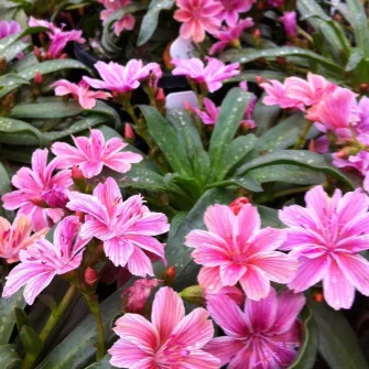 Változékony dohánygyökér  (Lewisia)