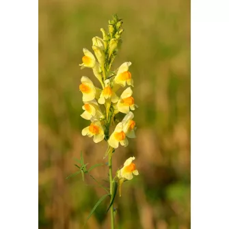 Gyújtoványfű (Linaria)
