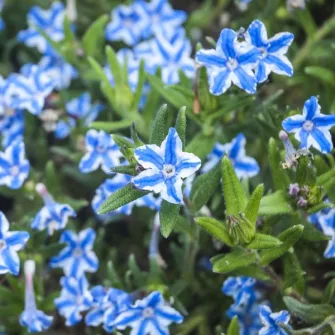 Kőmagcserje (Lithodora)