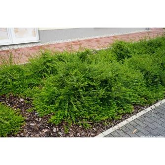 Lonc (Lonicera)