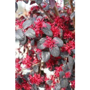 Loropetalum chinense Ever Red - Kínai rojtosvirág