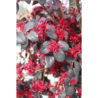 Rojtosvirág (Loropetalum)