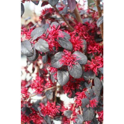 Loropetalum chinense Ever Red - Kínai rojtosvirág