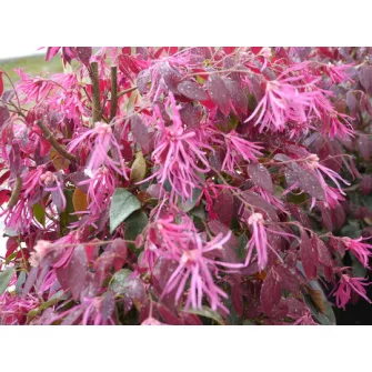Rojtosvirág (Loropetalum)