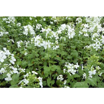 Holdviola (Lunaria)