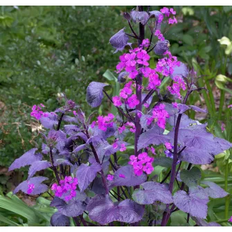 Holdviola (Lunaria)