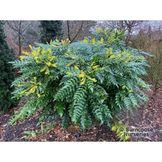 Mahónia (Mahonia)