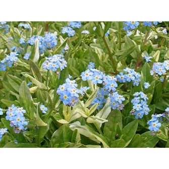 Nefelejcs (Myosotis)