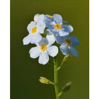 Nefelejcs (Myosotis)