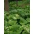 Acsalapu (Petasites)