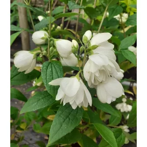 Philadelphus Snowbelle - Közönséges jezsámen